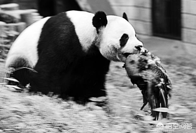 中国熊猫vs澳洲袋鼠视频