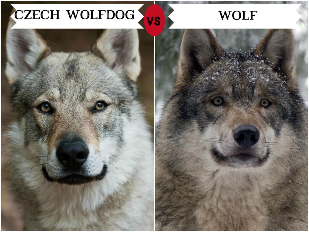 捷克狼犬vs日本土佐犬